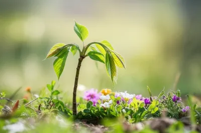 Illustration lower - Image 1