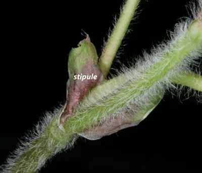 Illustration pubescence - Image 2