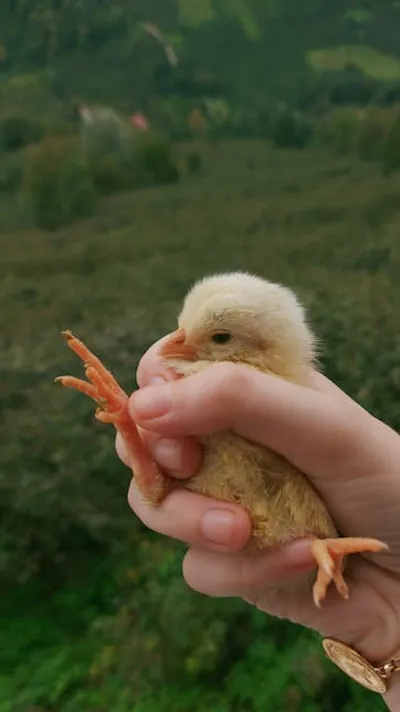 Illustration hocked - Image 2