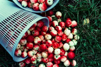 Illustration dozens - Image 2