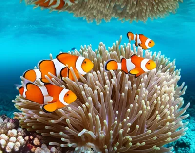 Illustration clownfish