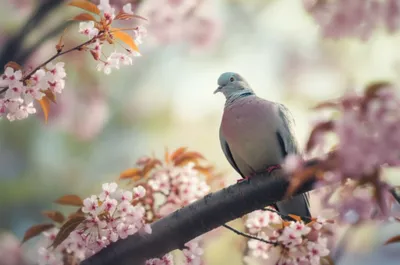 Illustration coos - Image 1