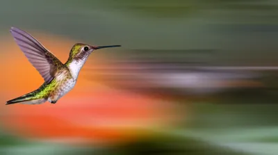 Illustration quick - Image 1