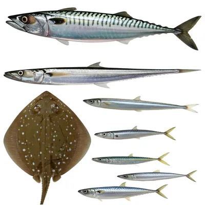 Illustration tinkers - Image 1