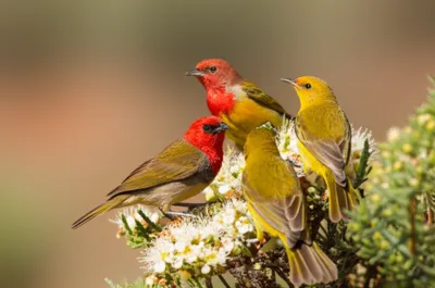 Illustration chats - Image 1