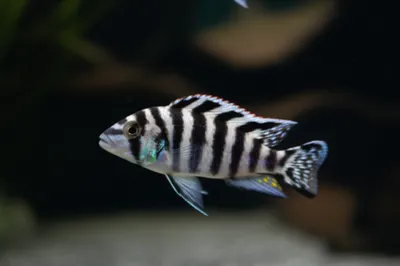 Illustration zebras - Image 1