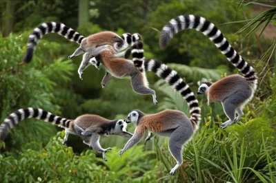 Illustration ringtails - Image 1