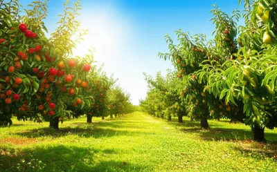 Illustration orchards