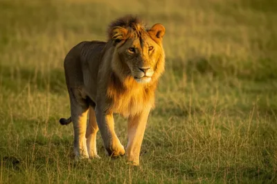 Illustration couchant - Image 1