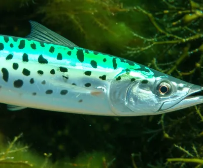 Illustration mackerel - Image 1