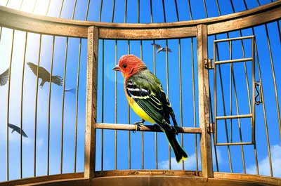 Illustration pending - Image 1