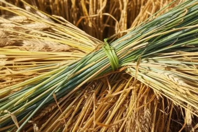 Illustration withes - Image 1