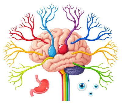 Illustration neuroanatomy - Image 1