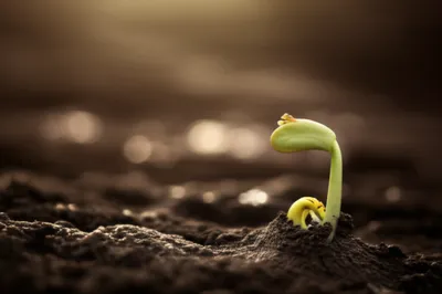 Illustration primes - Image 1