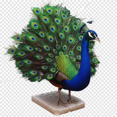 Illustration blew - Image 1