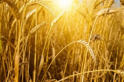 Illustration sunburned - Image 1