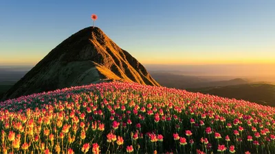 Illustration topped - Image 1