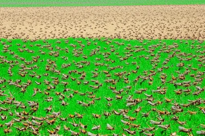 Illustration plagues - Image 1