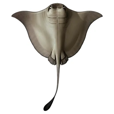 Illustration ray - Image 1