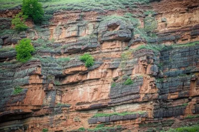 Illustration bassets - Image 1