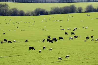 Illustration pastures