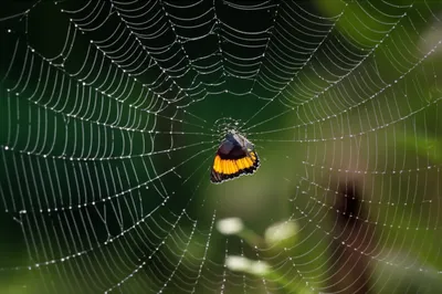 Illustration ensnaring - Image 1