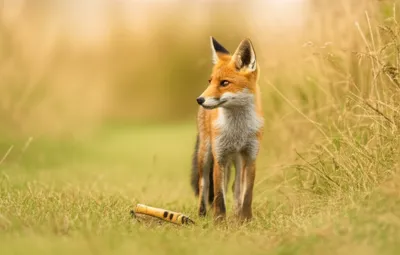 Illustration callers - Image 1