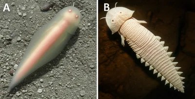 Illustration adaptation - Image 1