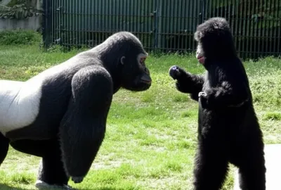 Illustration apes - Image 1