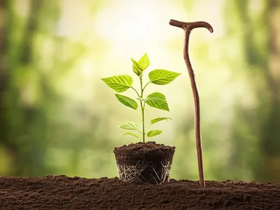 Illustration plant - Image 1