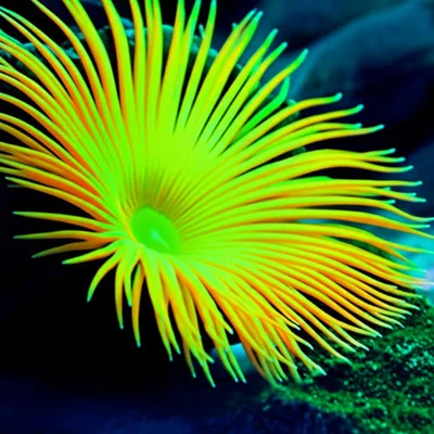 Illustration stellate - Image 1