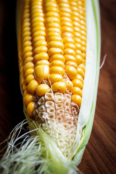 Illustration shuck - Image 1