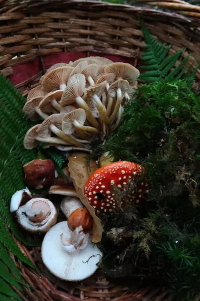 Illustration mushroomed - Image 2