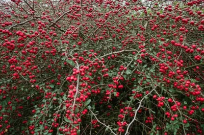 Illustration haw - Image 1