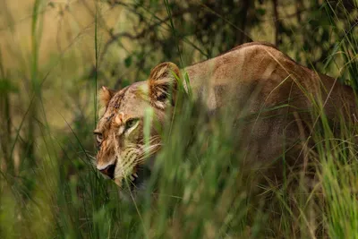 Illustration baring - Image 2