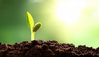 Illustration visuelle du mot « became » - Arriver, venir