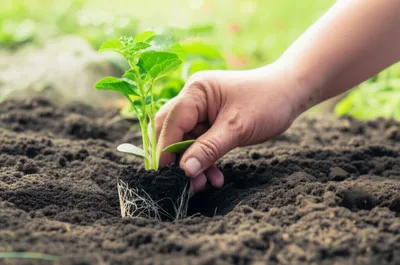 Illustration insertions