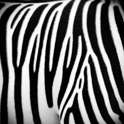 Illustration stria - Image 1