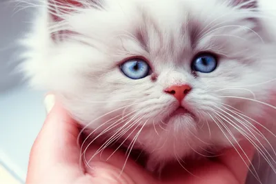 Illustration feel - Image 1