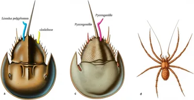 Illustration chelicerae