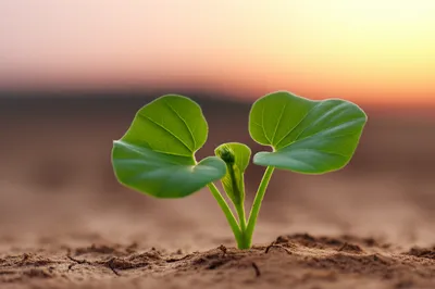 Illustration emerging