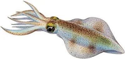 Illustration squid - Image 2