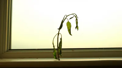 Illustration appeasing - Image 1