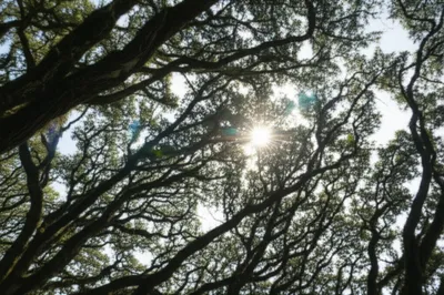 Illustration crisped - Image 1