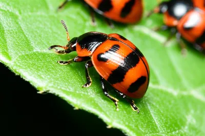 Illustration ladybugs - Image 1