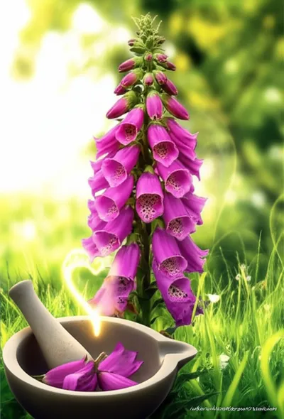 Illustration foxgloves