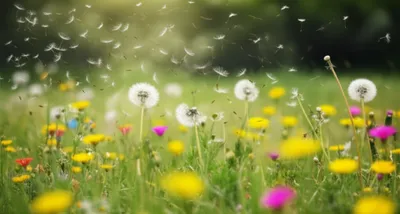 Illustration spreading - Image 1