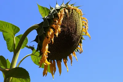 Illustration slumping - Image 1