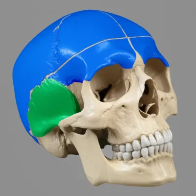 Illustration parietal - Image 1