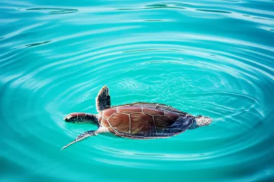 Illustration resurfacing - Image 1